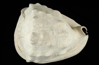 藏品(黑嘴唐冠螺)的圖片